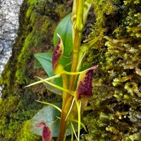 Cryptostylis arachnites (Blume) Hassk.